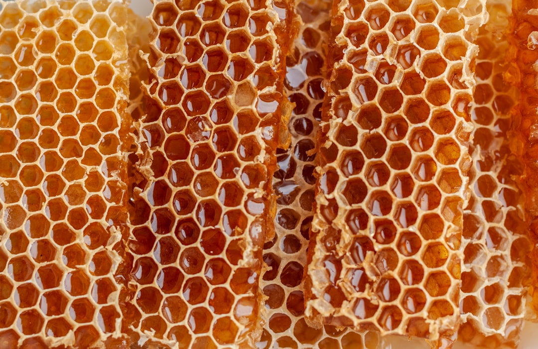 Quatre variétés de miel présentées côte à côte : acacia, tilleul, sapin et fleurs sauvages