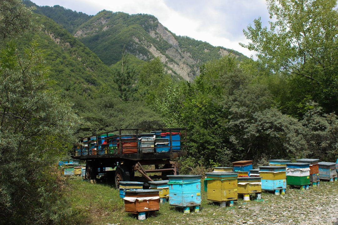 Ruches en montagne avec vue sur le paysage jurassien